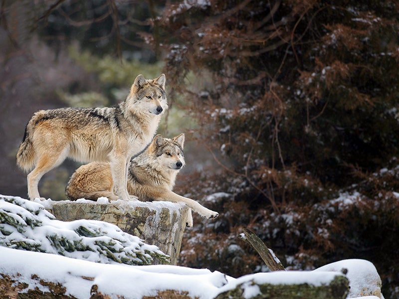 A pair of Mexican gray wolves (Canis lupus baileyi) look out over a snowy ledge.