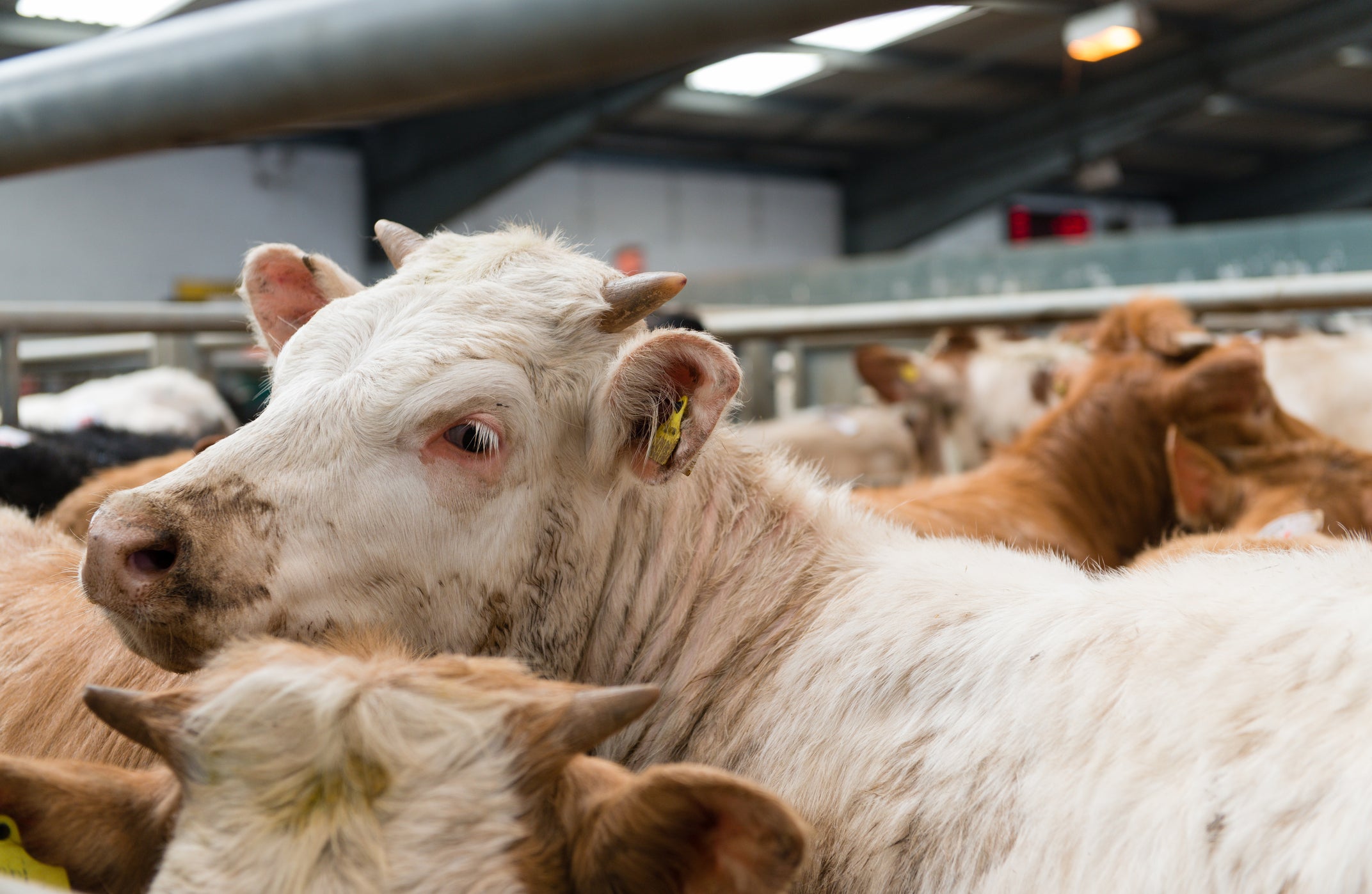 Shot of cow in cattle market