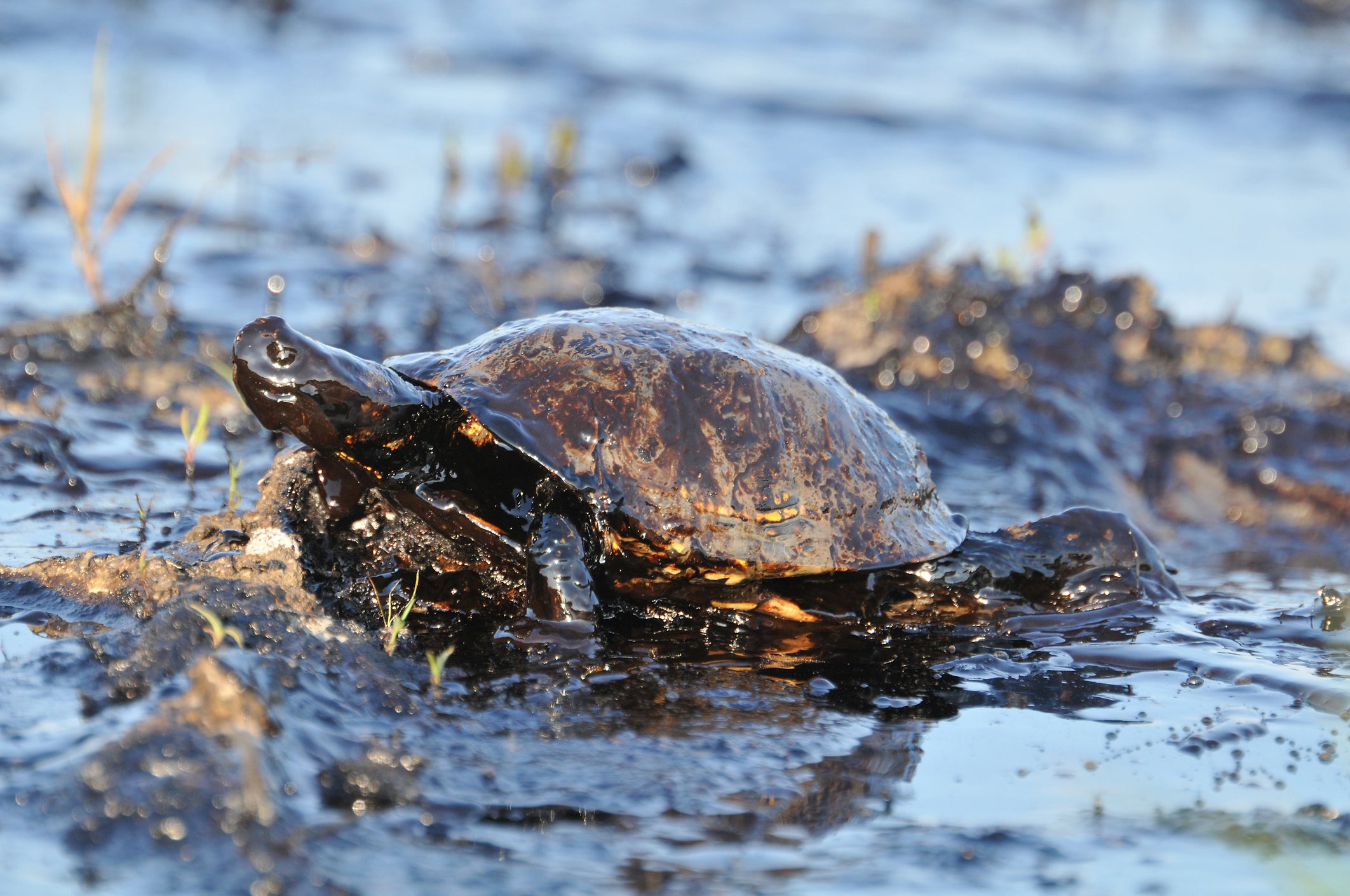 Close-up of turtle covered with petroleum.