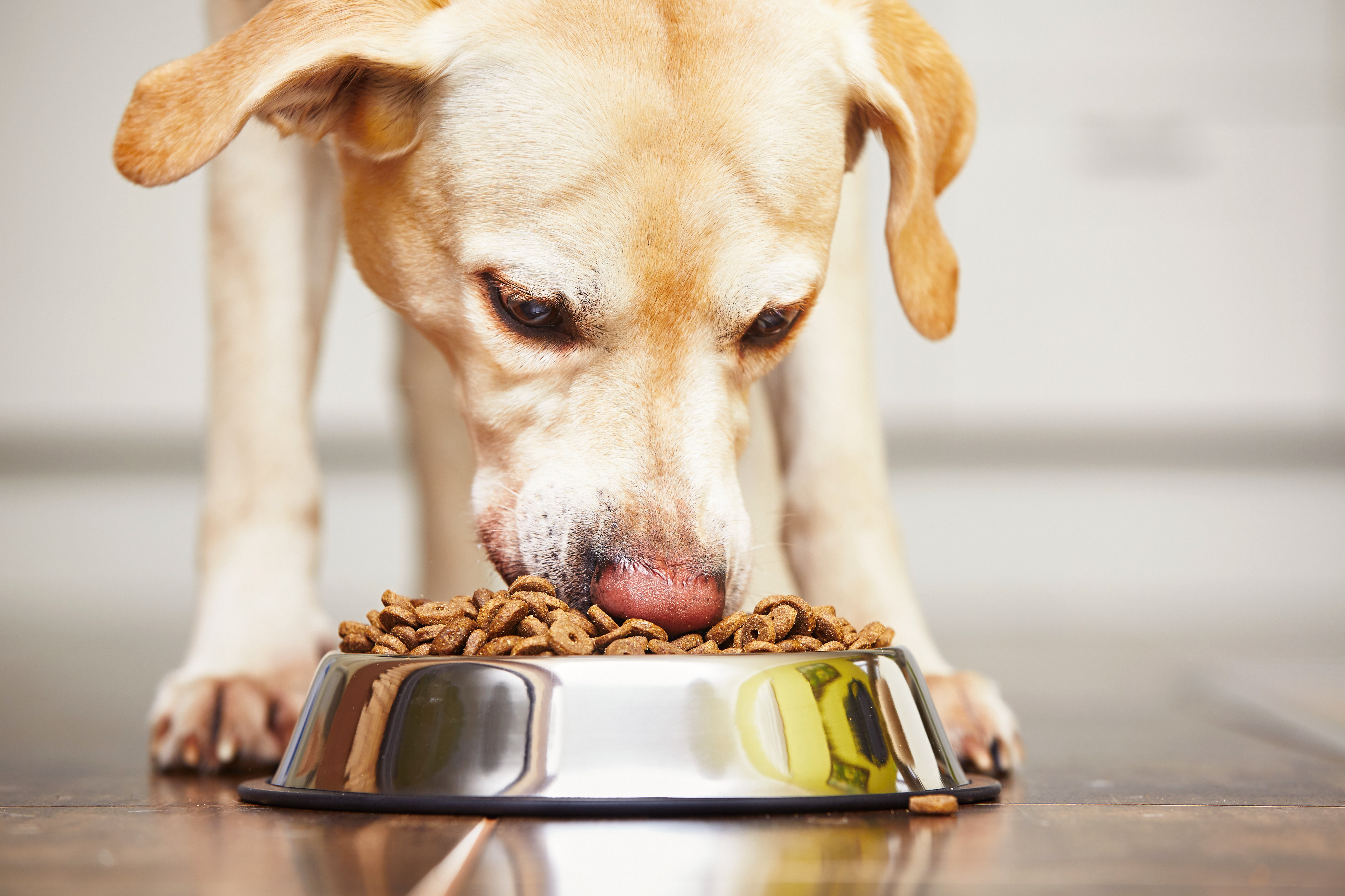 A dog eats his kibble