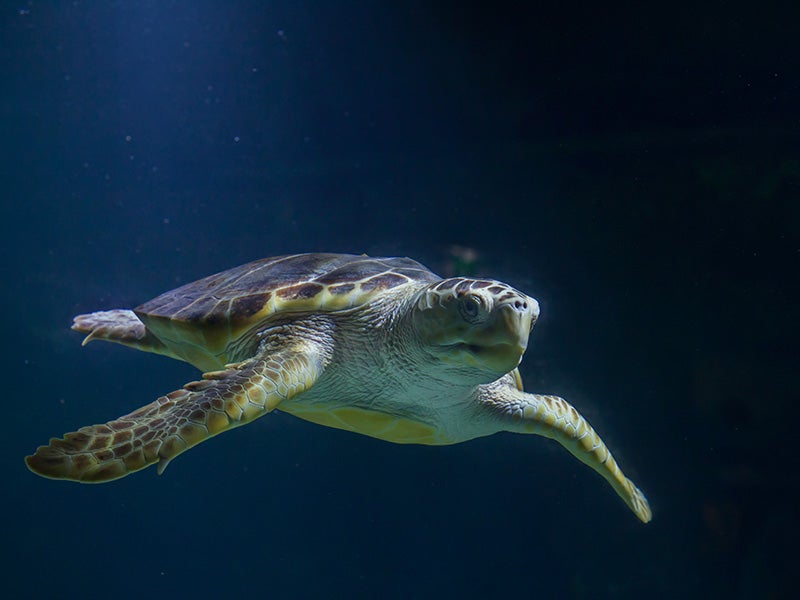 Loggerhead sea turtles are among the marine creatures vulnerable to seismic testing for gas and oil.
(Vladimir Wrangel / Getty Images)