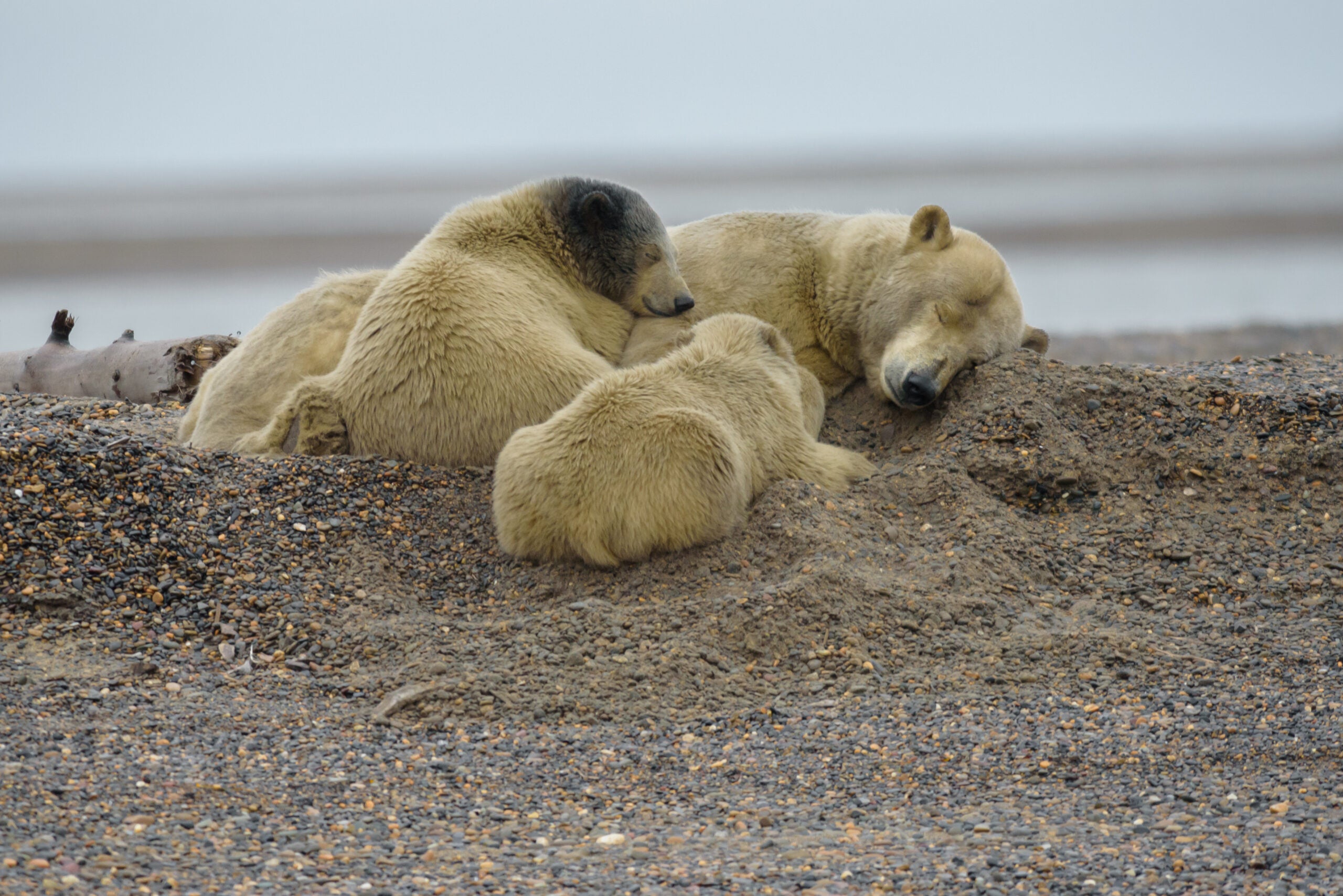 Oil drilling in the Arctic National Wildlife Refuge threatens the habitats of a wide range of wildlife, including polar bears, Arctic foxes and wolverines.