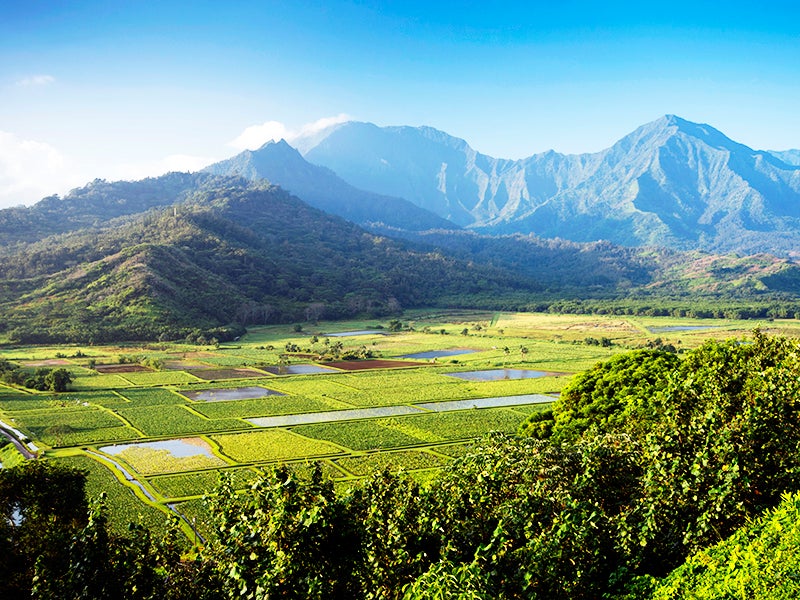 Taro grows on the Hawaiian island of Kauaʻi. Hawaii’s governor just signed a bill to ban chlorpyrifos, making the state the first to outlaw the dangerous pesticide.