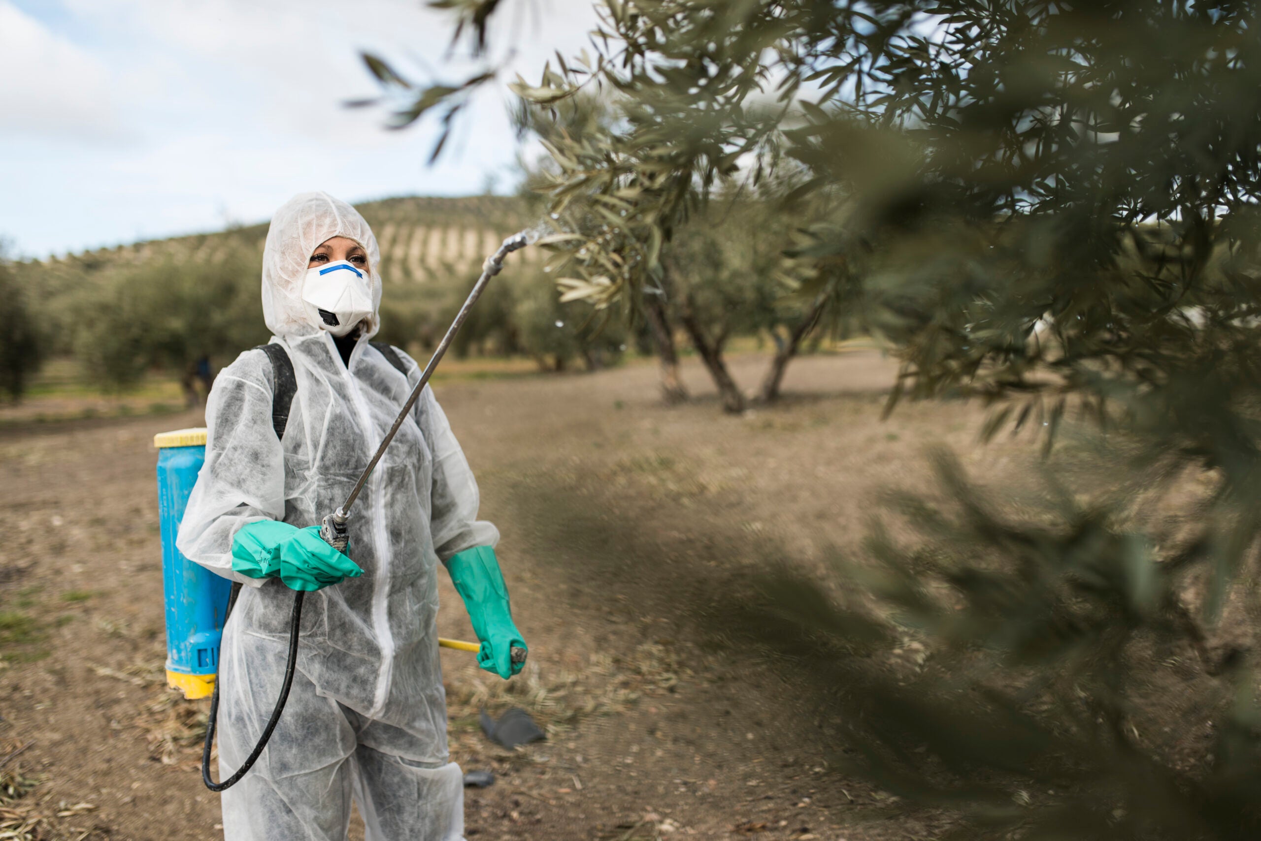 Under the Obama administration, U.S. Environmental Protection Agency (EPA) concluded that chlorpyrifos does not meet the legal safety standard and proposed a federal ban. The Trump administration killed the proposed rule in March 2017.
(Getty Images)