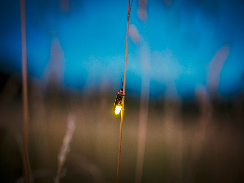 A firefly lights up at dusk.