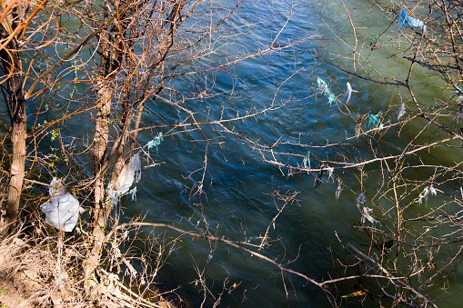 Discarded plastic bags entangled in trees on a riverbank.