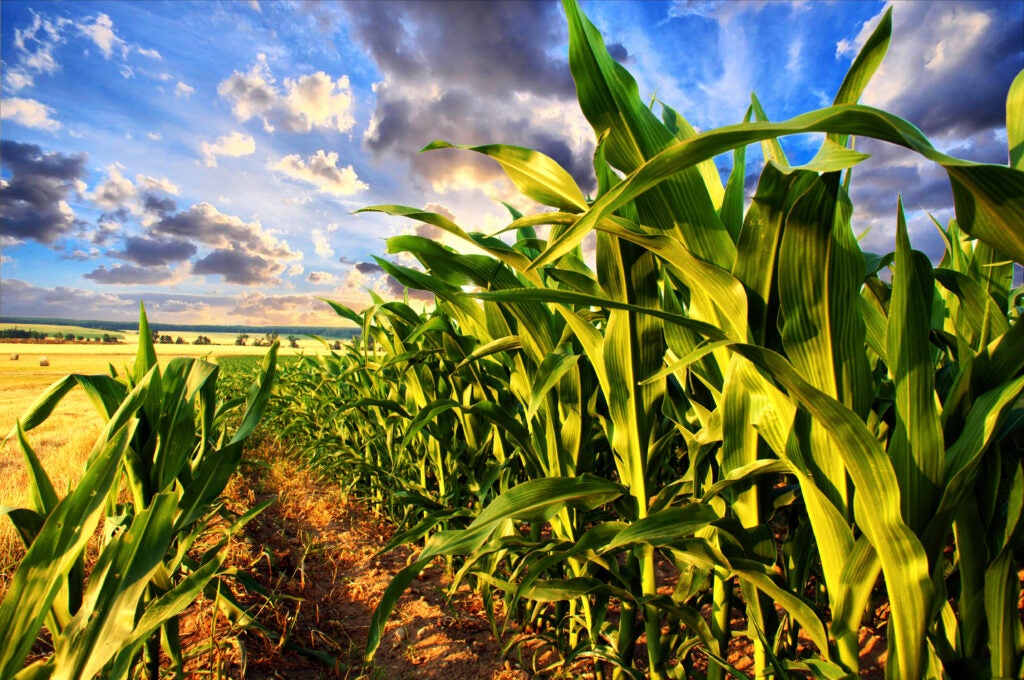 The Environmental Protection Agency approved the toxic herbicide 2,4-D for use on genetically engineered corn and soy crops in six Midwest states.
(Shutterstock)