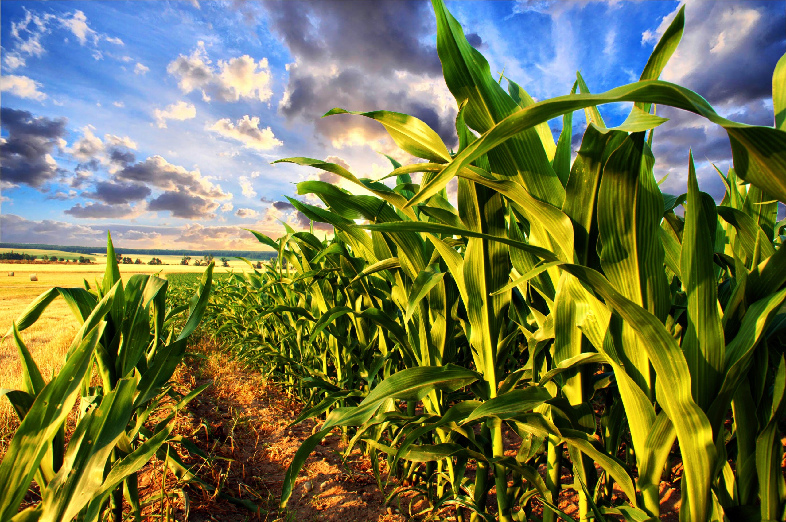 Hawaii GMO corn Kauai