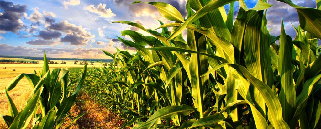 GMO corn growing