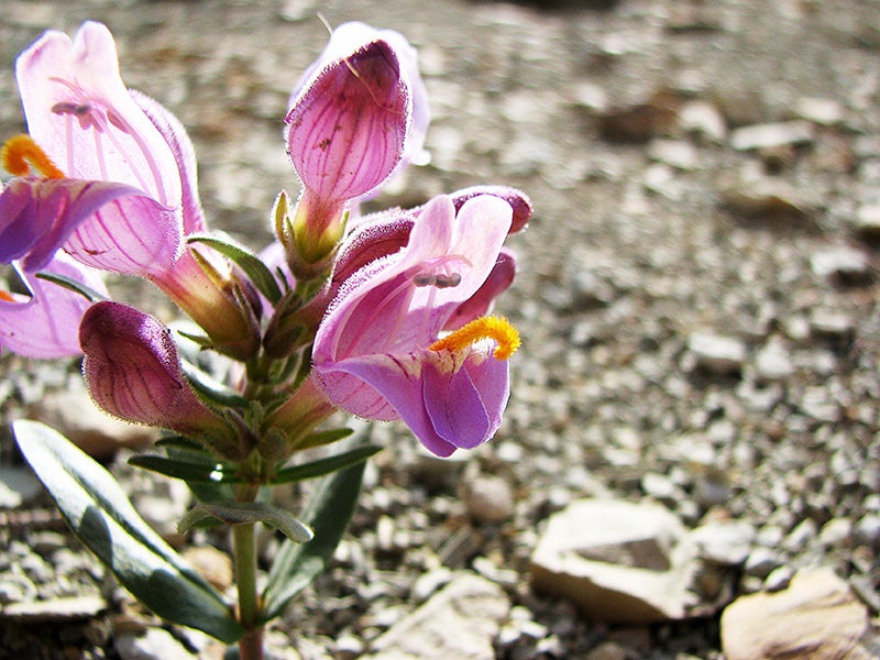 A Graham’s beardtongue (Penstemon grahamii). The Graham’s and White River beardtongues have been waiting for Endangered Species Act protection since 1975 and 1983 respectively.
(Kevin Megown / U.S. Forest Service)