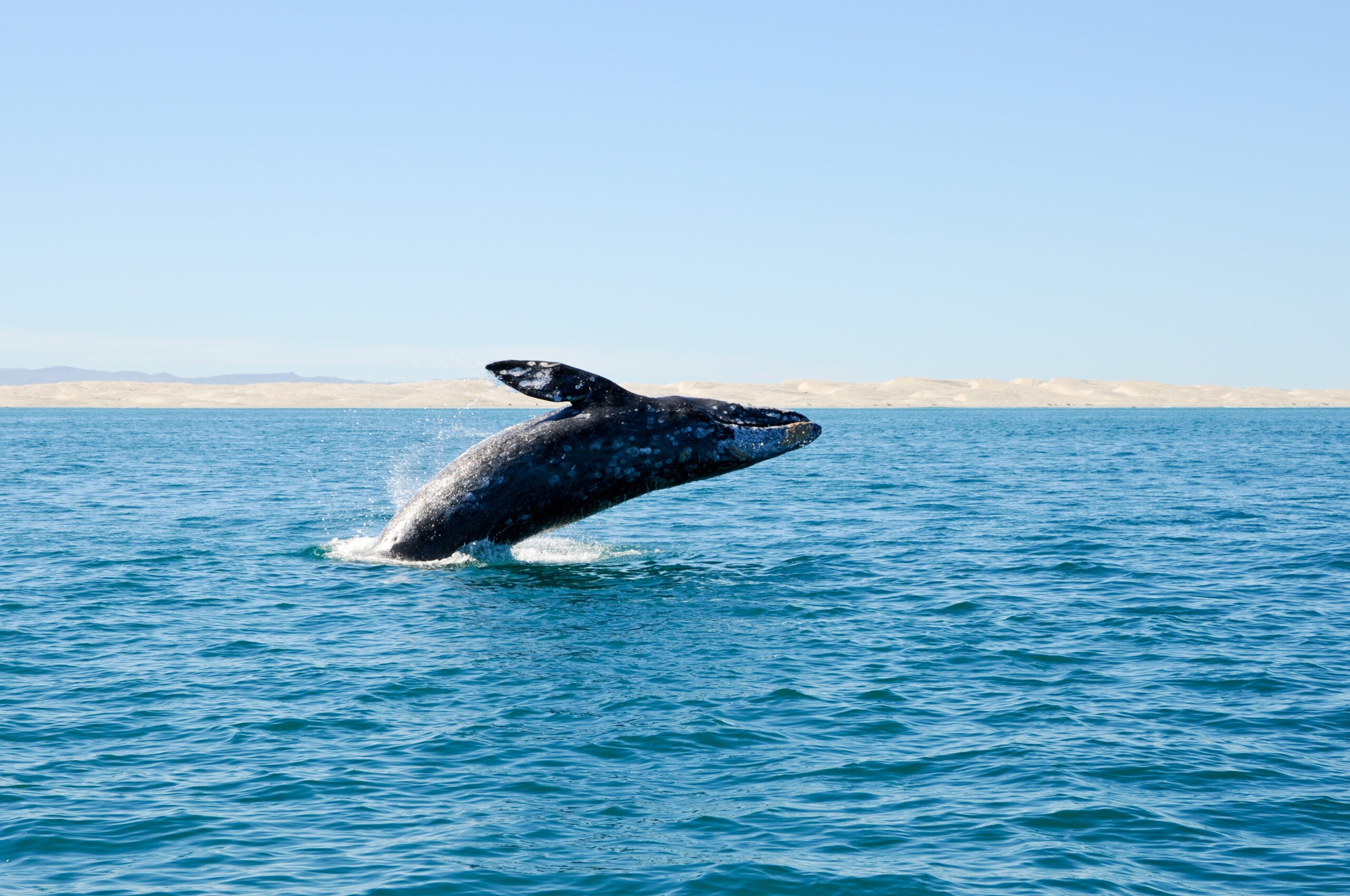 A breaching gray whale off the coast of Baja California Sur, Mexico.