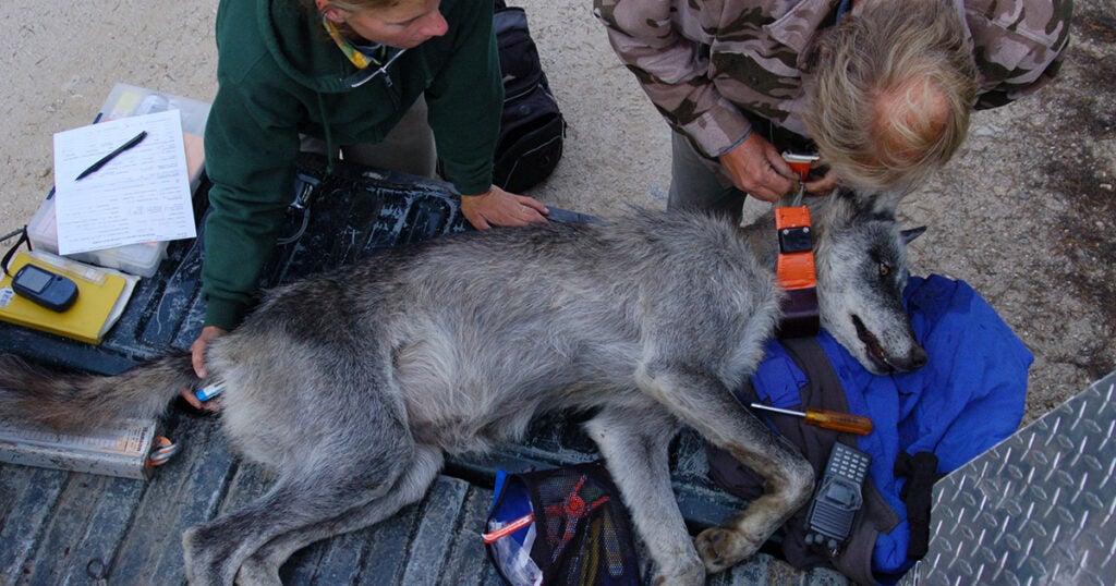 Biologists fit a female gray wolf with a radio tracking collar.
 (Brendan Oates / U.S. Fish & Wildlife Service)