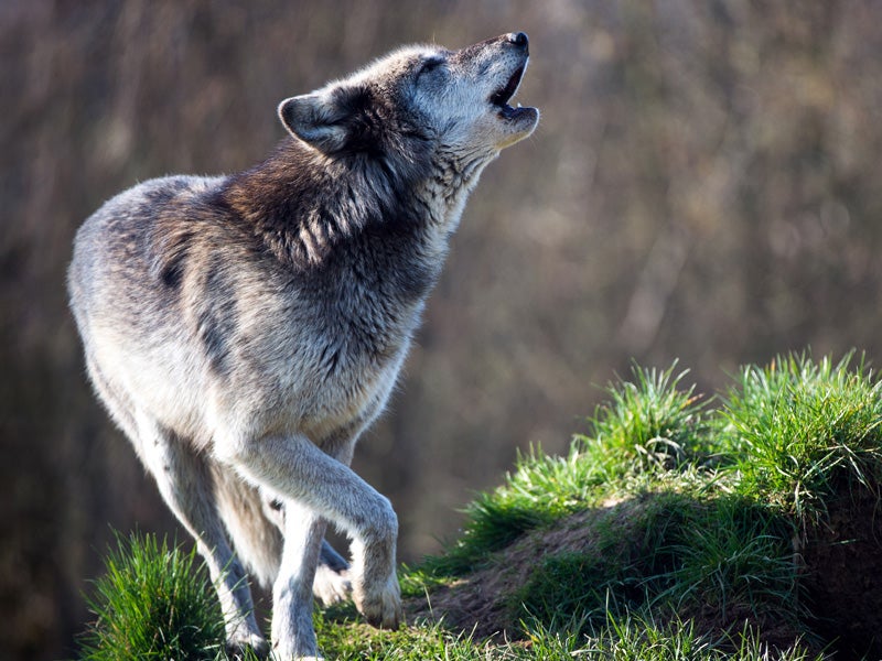 gray-wolf_davemhuntphotography_shutterstock