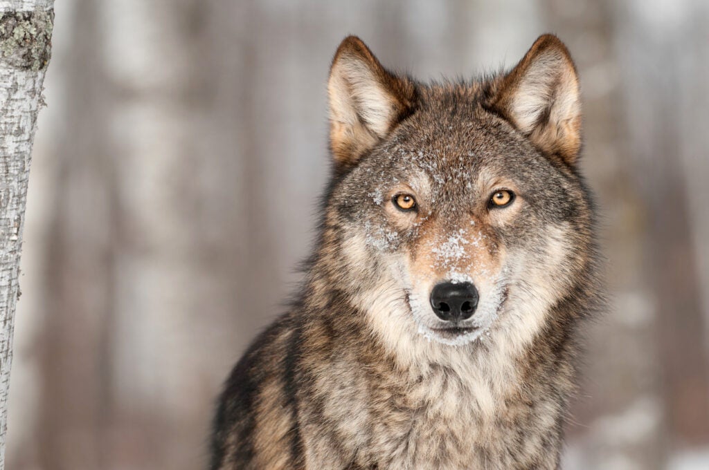 Gray wolf
 (Holly Kuchera / Shutterstock)