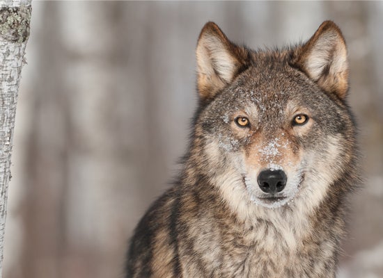 Endangered Gray Wolf (Holly Kuchera / Shutterstock)