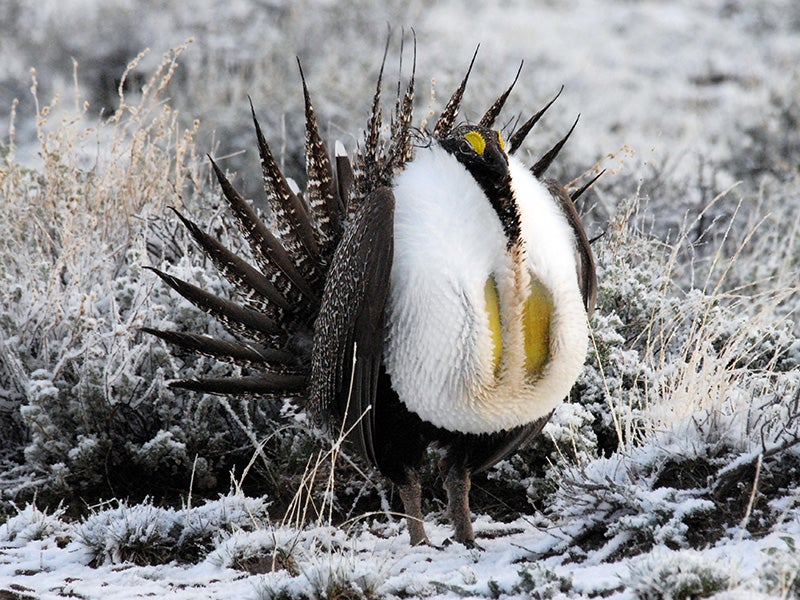 A greater sage grouse (Centrocercus urophasianus), near Malheur National Wildlife Refuge.
(Photo courtesy of Dan Dzurisin)