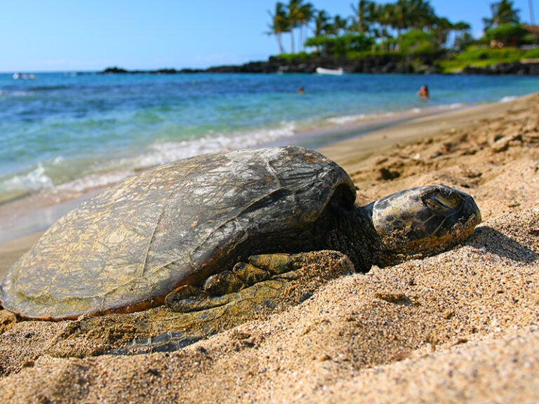 Preventing Imperiled Sea Turtles from Drowning in Fishing Nets ...