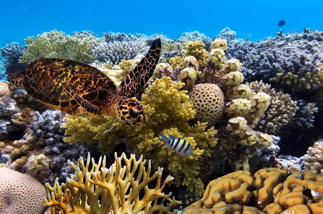 A green sea turtle in the Great Barrier Reef