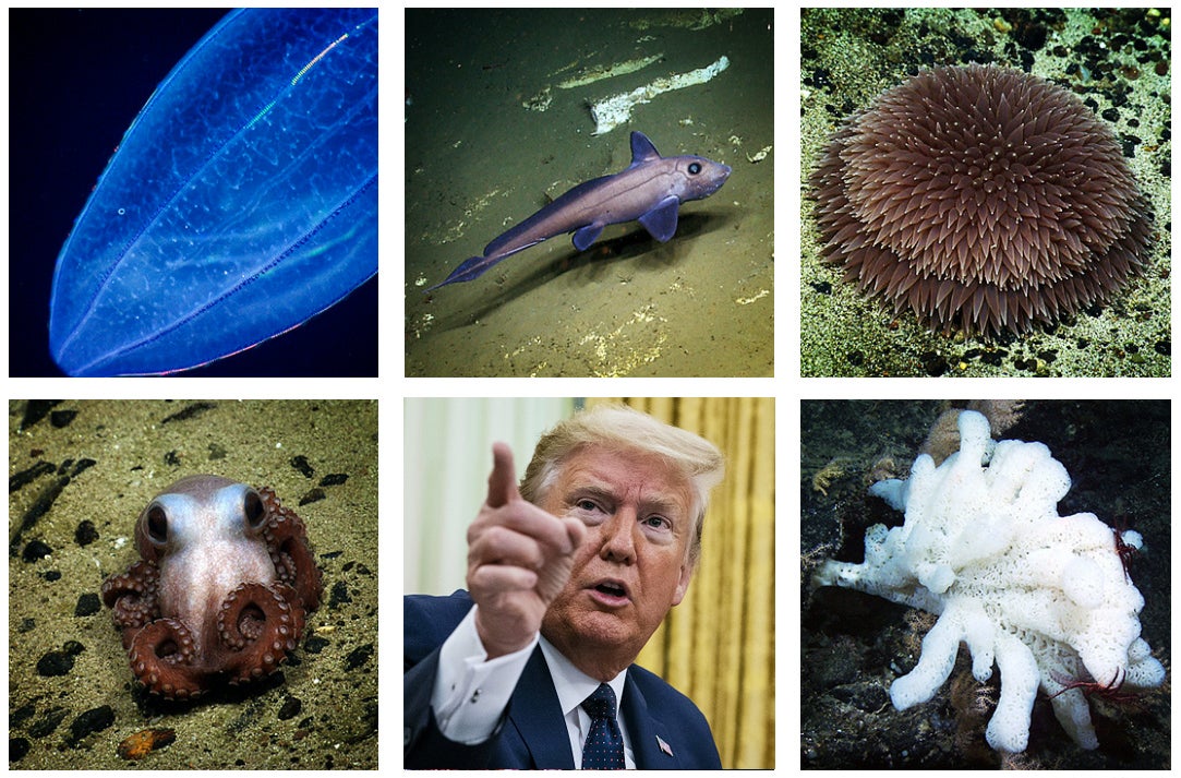 Clockwise from top left: Ctenophore that has ingested another ctenophore (visible within), between Powell and Lydonia Canyons. Chimaera, deep-sea fish, Lydonia Canyon. Rarely seen pompom anemone, Physalia Seamount. White sponge with purple crinoids, President Donald Trump, Mytilus Seamount. Octopus, Physalia Seamount.
(Photos NOAA and Doug Mills/The New York Times/Bloomberg via Getty Images)