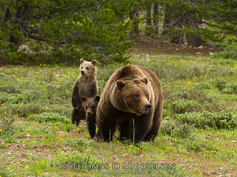 Silver-tipped grizzly 399 surveys a sage-filled meadow looking for potential dangers for her three young cubs in Grand Teton National Park, Wyoming