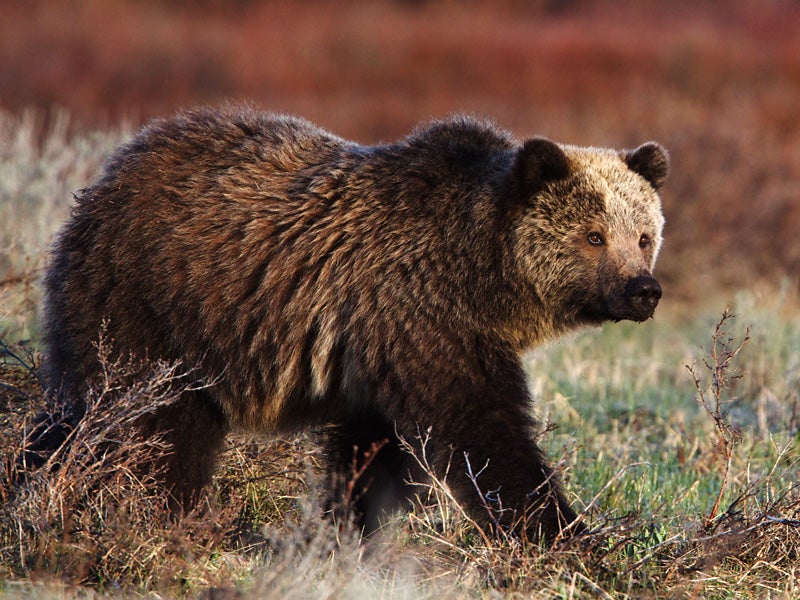 A grizzly bear walks alone through a field in Grand Teton National Park.