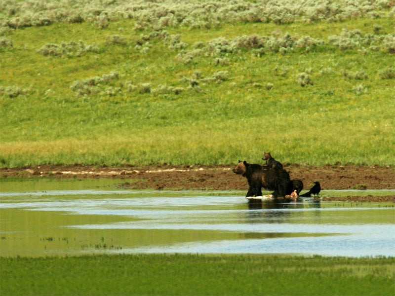 Grizzly bear and cub in Yellowstone National Park.