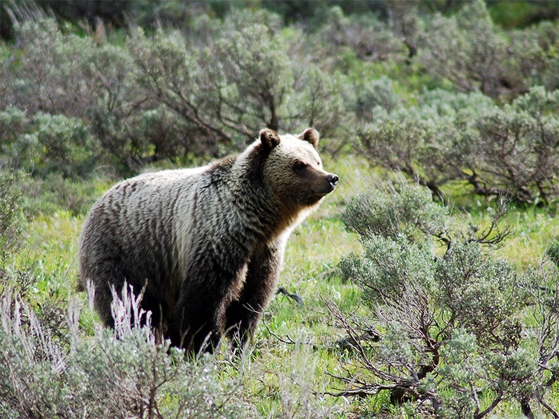 Grizzly bear in Grand Teton National Park.