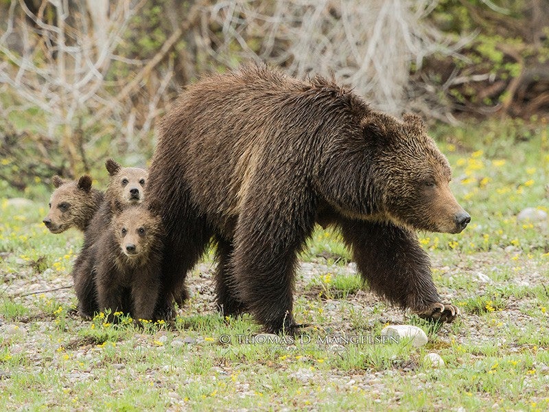Un oso pardo de Yellowstone merodea un prado para evitar peligros potenciales para sus tres cachorros.
(THOMAS D. MANGELSEN)