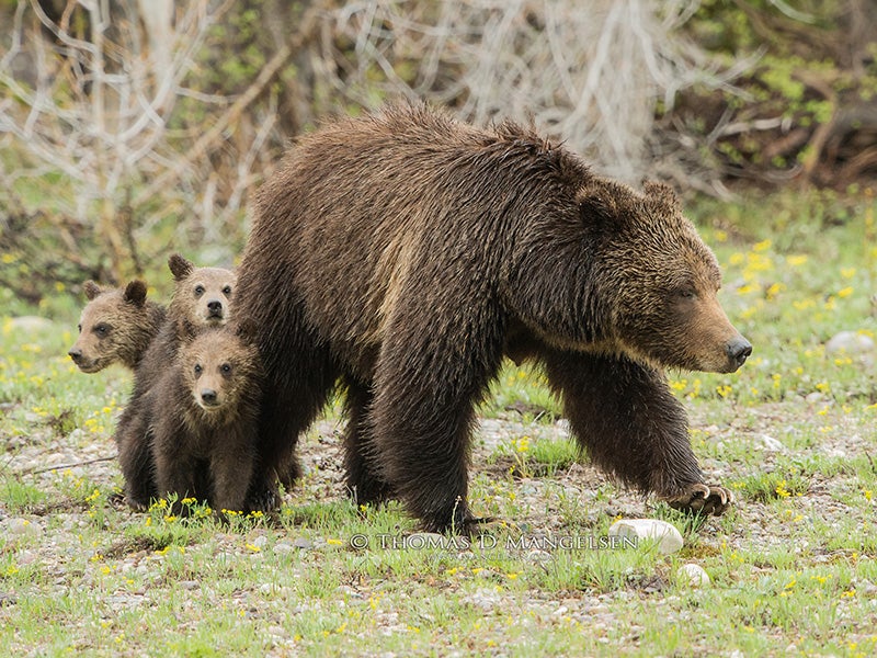 Silver-tipped Grizzly 399, a Yellowstone grizzly bear, surveys a meadow, looking for potential dangers for her three young cubs.
(Thomas D. Mangelsen)