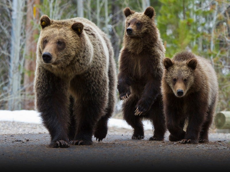 El oso pardo 610 camina por un sendero del parque con sus tres oseznos durante la primavera del 13 de abril de 2012.
(Thomas D. Mangelsen)