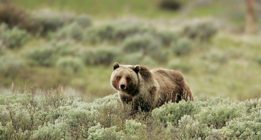 Iconic Grizzly Bear to Become More Vulnerable - Earthjustice