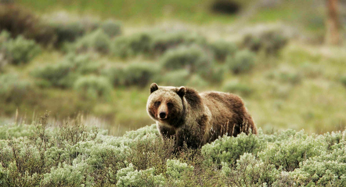 A grizzly bear in Montana.