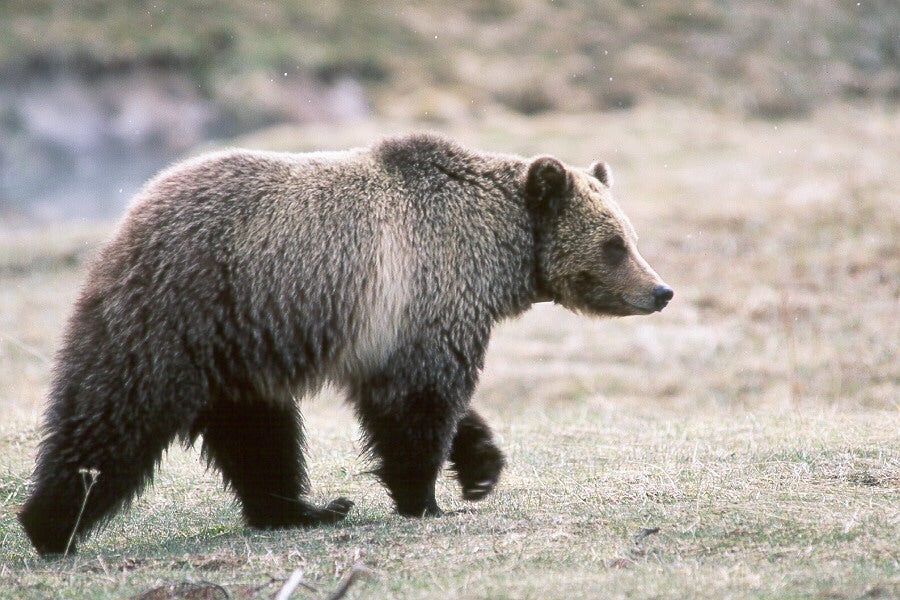 Grizzly Bear in Glacier National Park
