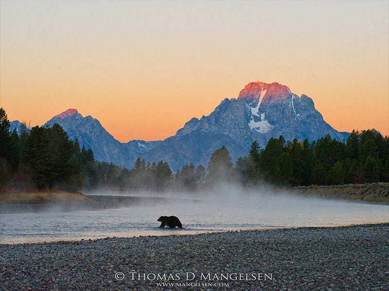 First light strikes the summit of Mount Moran, painting the sky orange as a female grizzly wades a shallow bend in the Snake River in Grand Teton National Park, Wyoming.