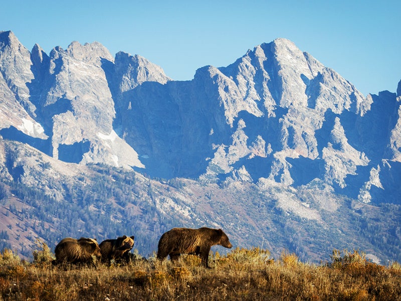 Grizzly Bears & the Endangered Species Act - Yellowstone National Park  (U.S. National Park Service)