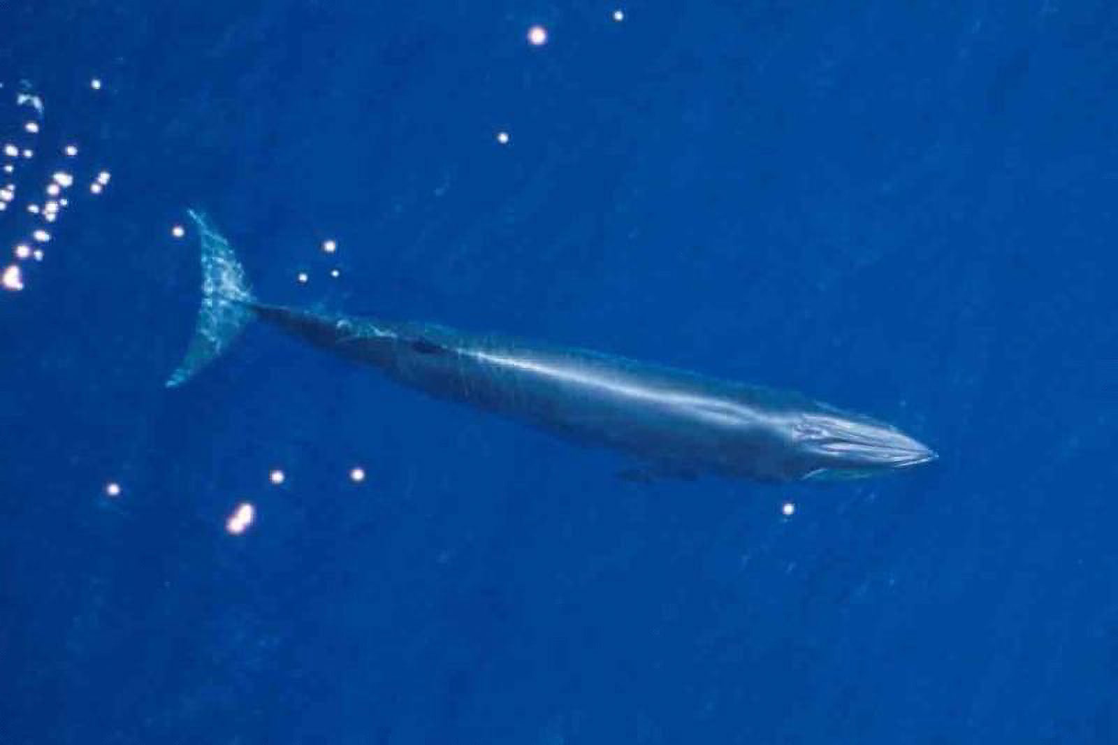 An aerial photo of the Gulf of Mexico whale, swimming under the surface in bright blue waters.