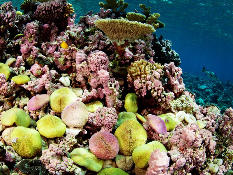 The Pacific Remote Islands Marine National Monument is home to some of the most vibrant, healthy coral reefs in the world, such as Kingman Reef.