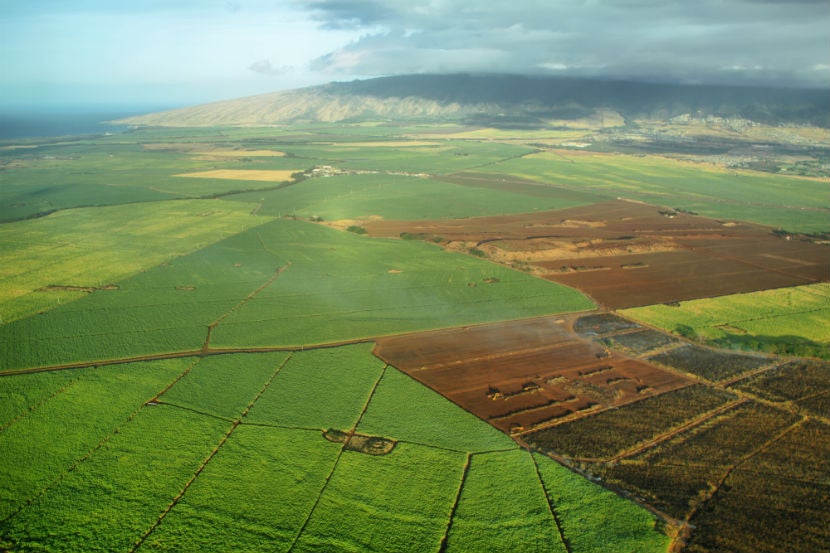 Aerial view of sugarcane fields on the island of Maui
(Marisa Estivill/Shutterstock)