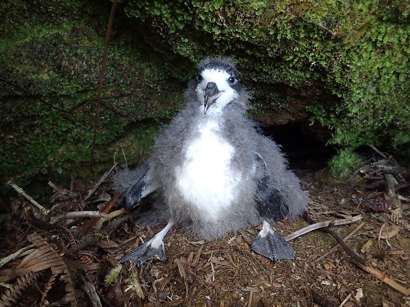 A Hawaiian petrel chick in its burrow.