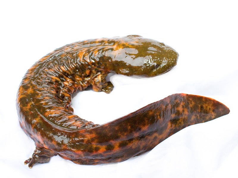 A hellbender. The salamanders are known by many colorful names, including “big water lizard,” “devil dog” and “snot otter.”
(Photo courtesy of Brian Gratwicke)