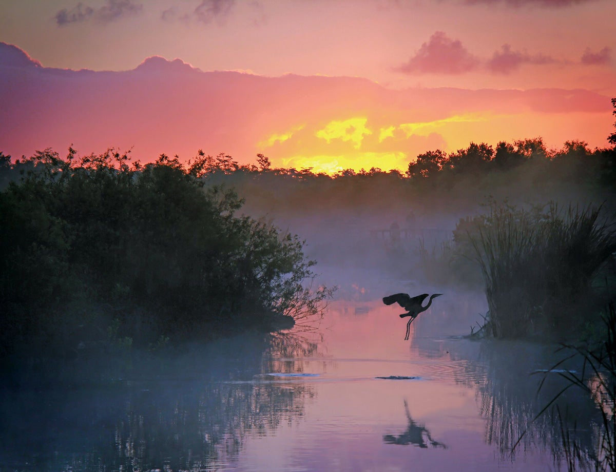 A heron takes flight over wetlands in the Everglades in Florida.