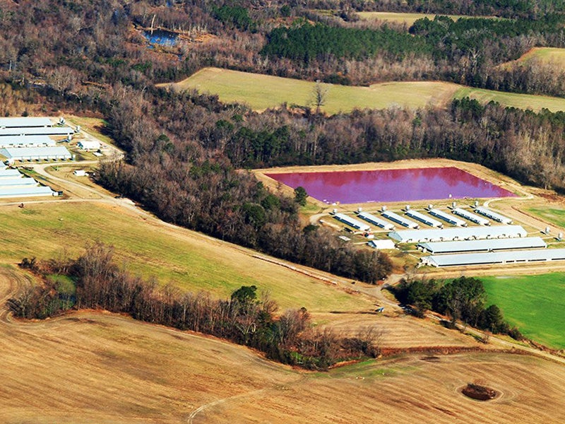 An industrial hog facility in North Carolina. Hog feces and urine are flushed into open, unlined pits and then sprayed onto nearby fields. The practice leads to waste contaminating nearby waters, and drifting as "mist" onto neighboring properties.
(Photo courtesy of Friends of Family Farmers)