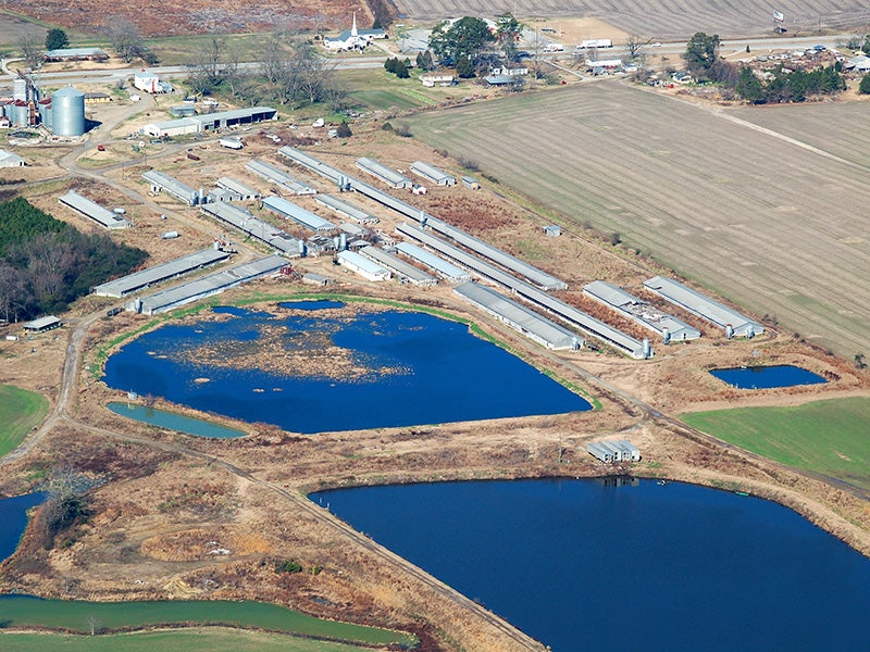 An industrial hog facility in North Carolina. Hog feces and urine are flushed into open, unlined pits and then sprayed onto nearby fields. The practice leads to waste contaminating nearby waters, and drifting as "mist" onto neighboring properties. (Friends of Family Farmers)