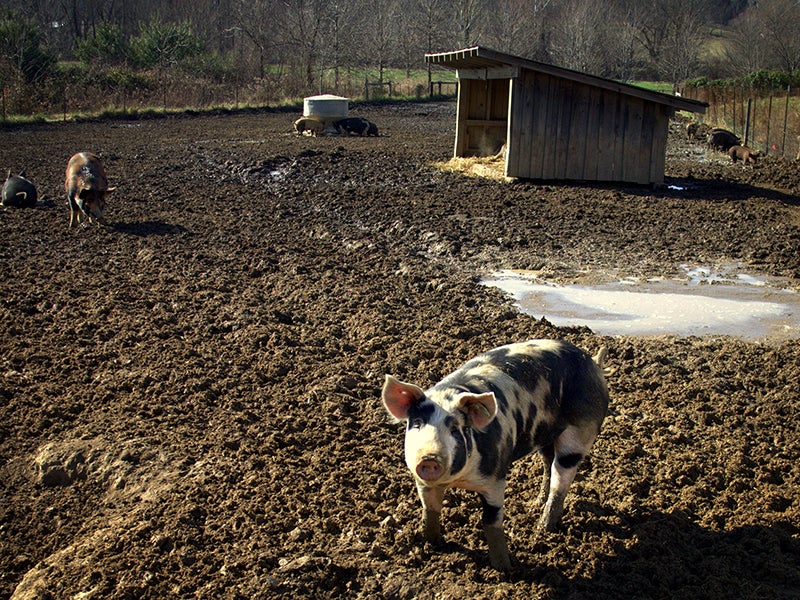 A pig on a farm at Warren Wilson College in Swannanoa, North Carolina. Industrial agribusiness hog farms in the state raise on average 5,000 hogs per farm and produce immense amounts of waste.
(Kevin Schraer/CC BY-NC 2.0)