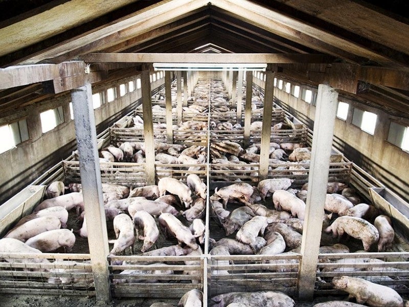 CAFOs are industrial livestock operations that concentrate large numbers of animals and their waste.
(Dario Sabljack / Shutterstock)