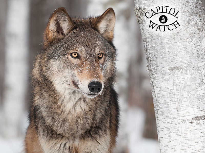 5 Reasons Congress Shouldn't Mess with the Endangered Species Act -  Earthjustice