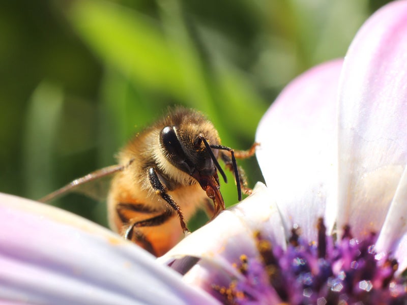 Earthjustice’s Andrea Delgado appeared on Buenos Días D.C. to discuss a major recent victory for honeybees.