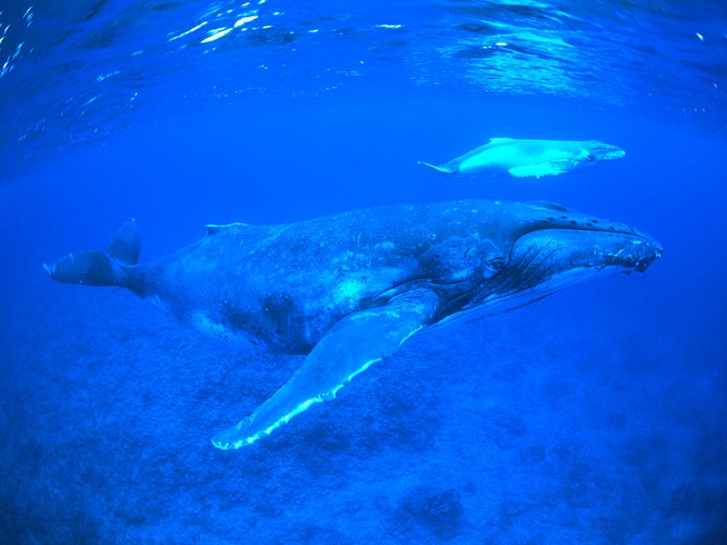 A humpback whale with newborn calf.