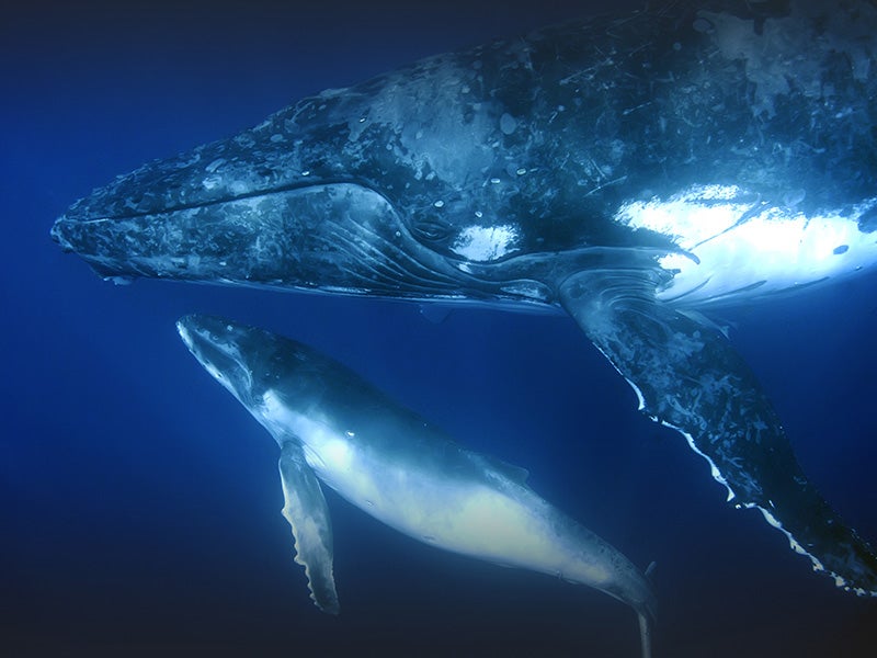 A humpback whale and calf.