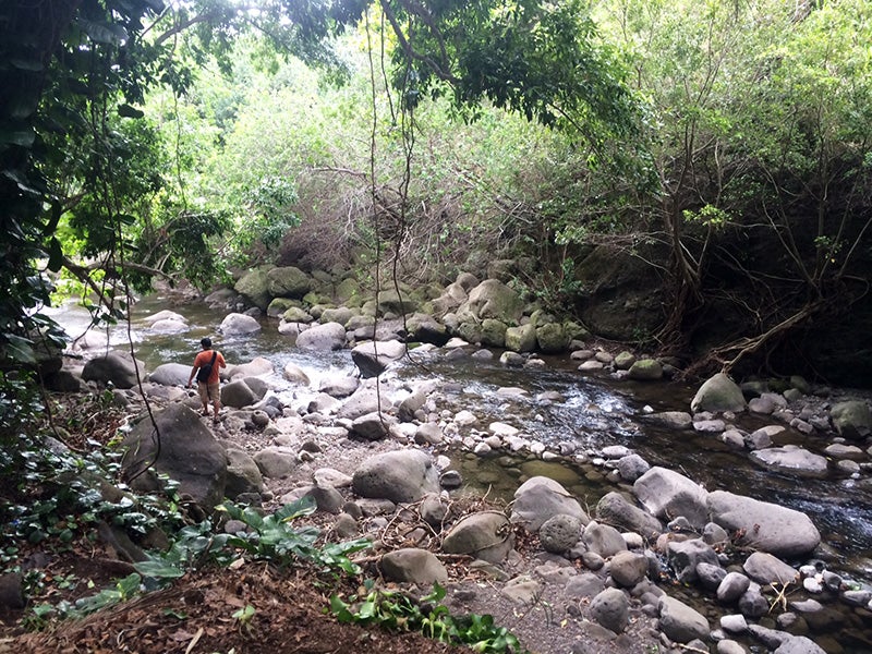 The newly restored flows to `&#298;ao Stream (traditionally known as Wailuku River).